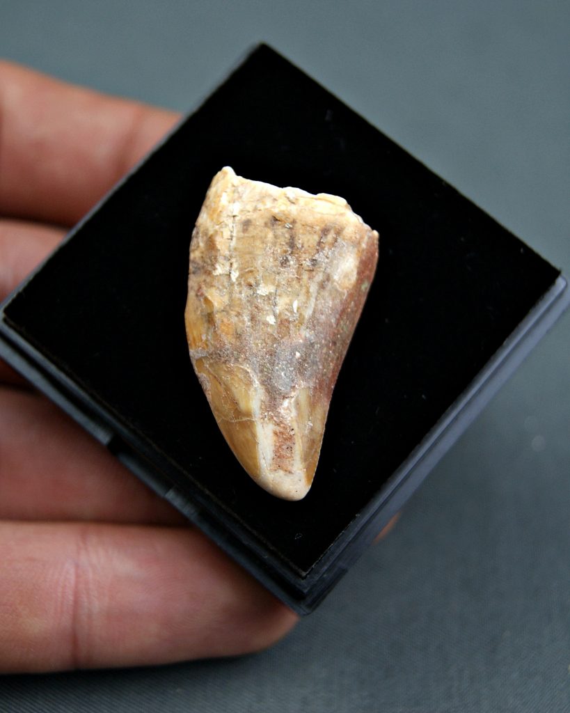 Carcharodontosaurus saharicus