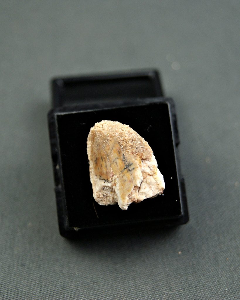 Carcharodontosaurus saharicus