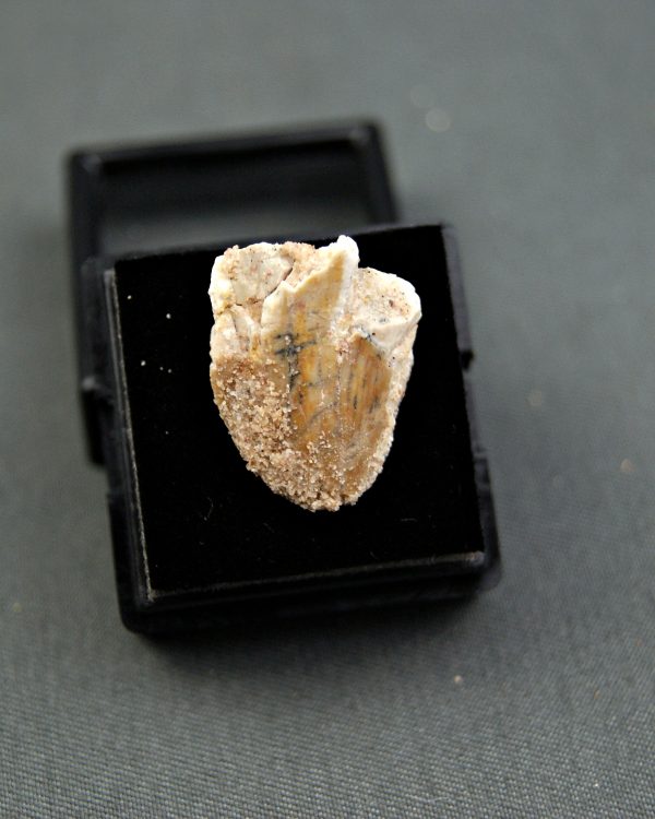 Carcharodontosaurus saharicus