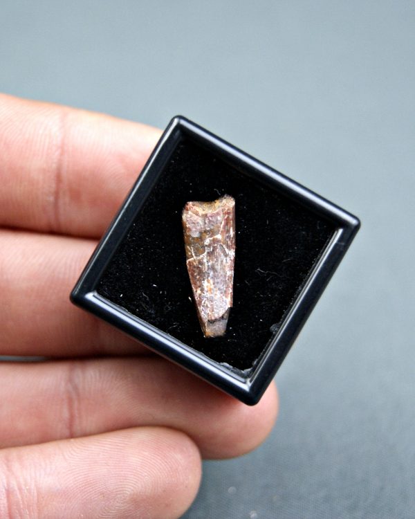 Diente de pterosaurio