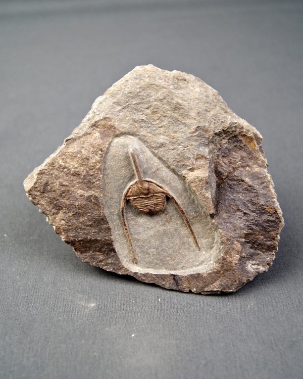 Trilobite Amphys en matriz