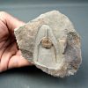 Trilobite Amphys en matriz