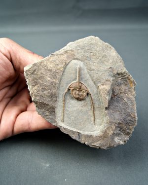 Trilobite Amphys en matriz