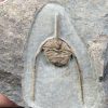 Trilobite Amphys en matriz