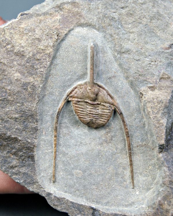 Trilobite Amphys en matriz