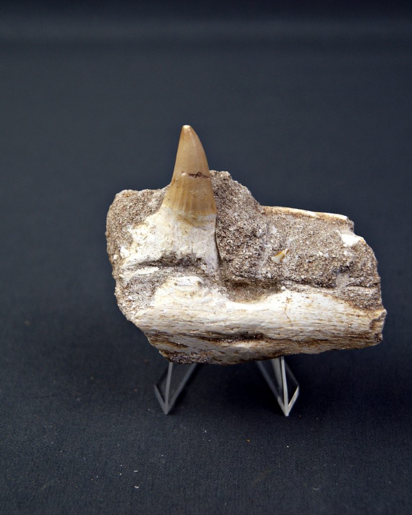 Mandíbula Halisaurus arambourgi