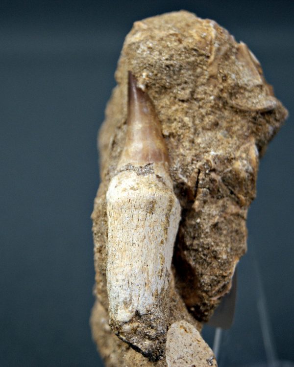 Mosasaurio Halisaurus en matriz