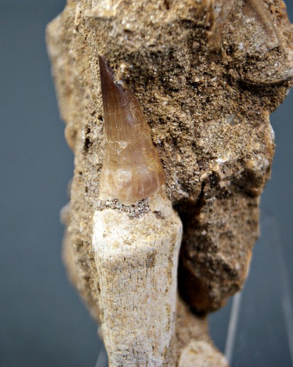Mosasaurio Halisaurus en matriz