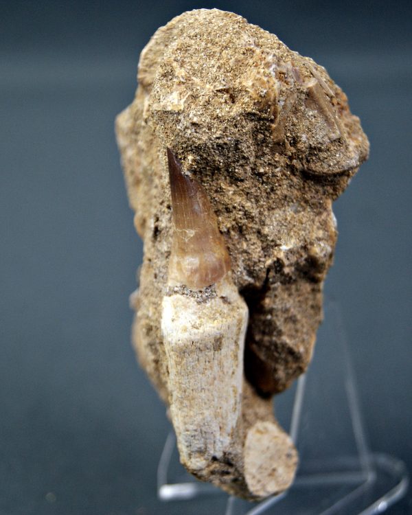 Mosasaurio Halisaurus en matriz