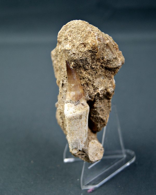 Mosasaurio Halisaurus en matriz