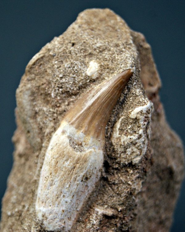 Halisaurus en matriz