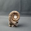 Amonite Anetoceras