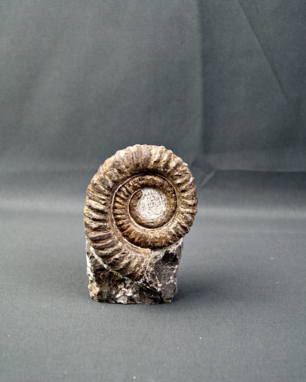 Amonite Anetoceras