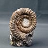 Amonite Anetoceras