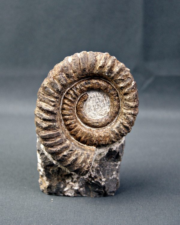 Amonite Anetoceras
