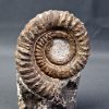Amonite Anetoceras