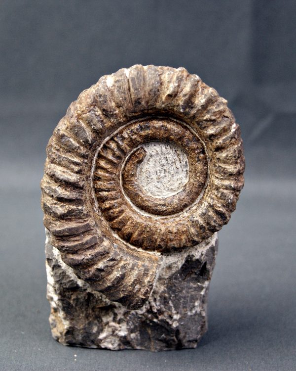 Amonite Anetoceras