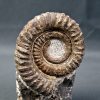 Amonite Anetoceras