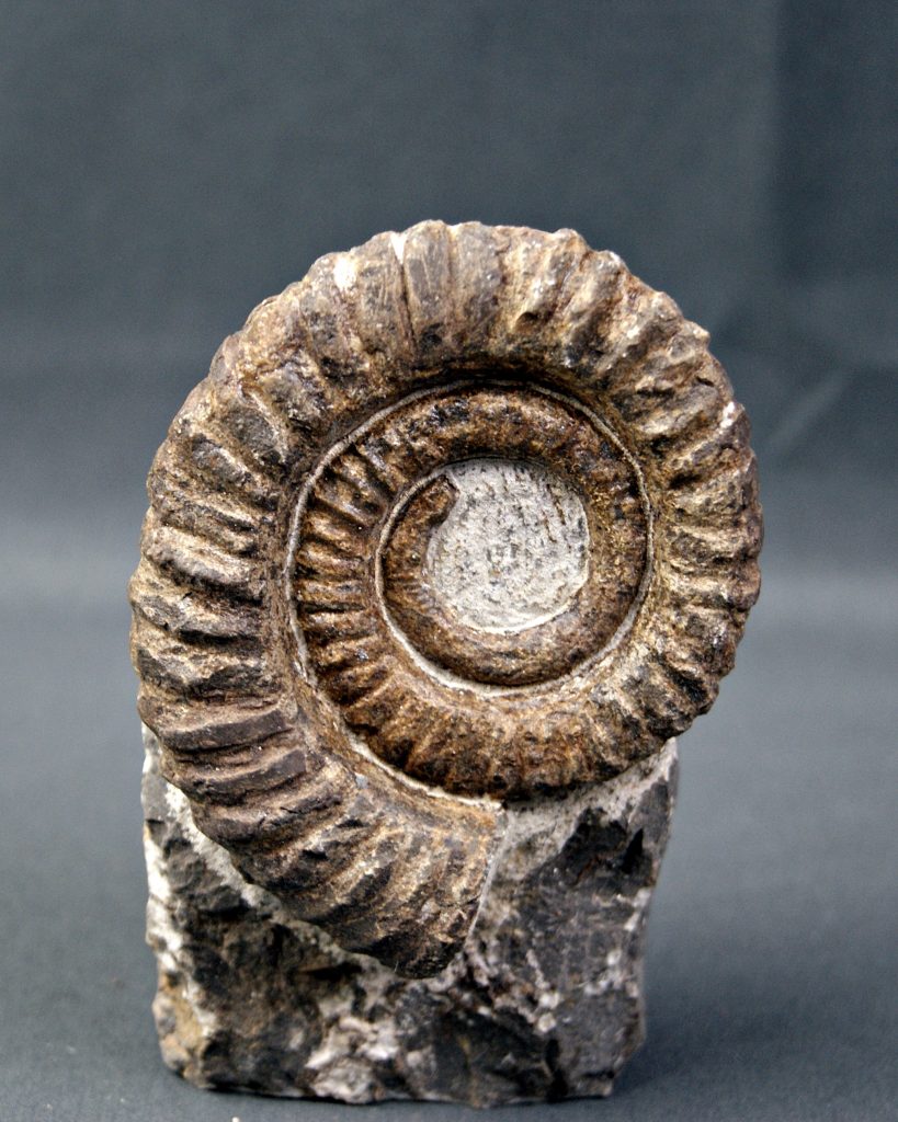 Amonite Anetoceras