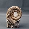 Amonite Anetoceras