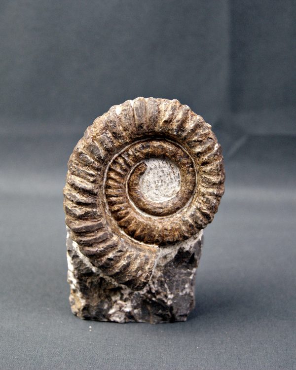 Amonite Anetoceras