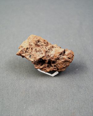 Coprolito fósil