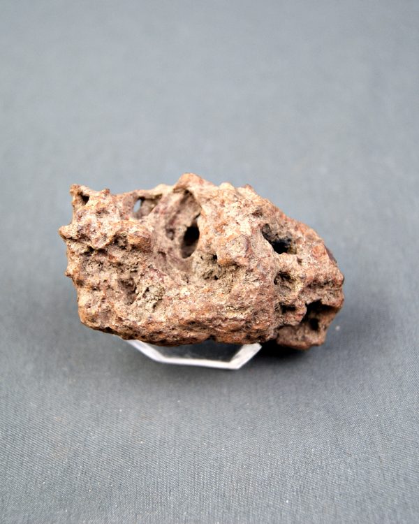 Coprolito fósil