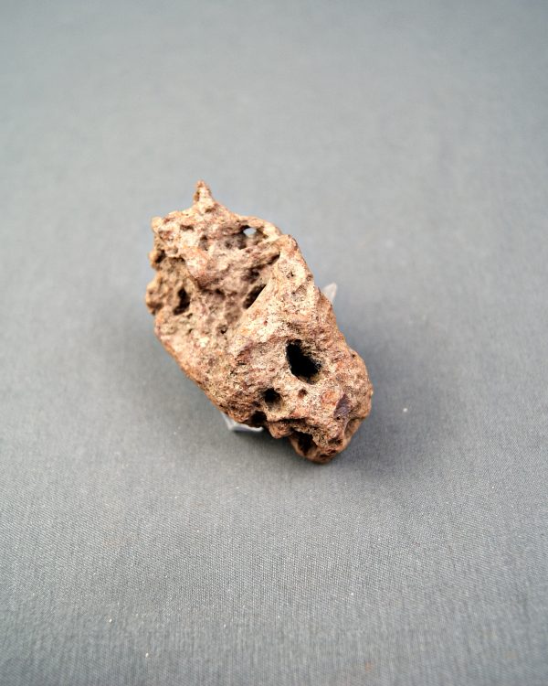 Coprolito fósil