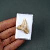 SONY DSC Palaeocarcharodon orientalis
