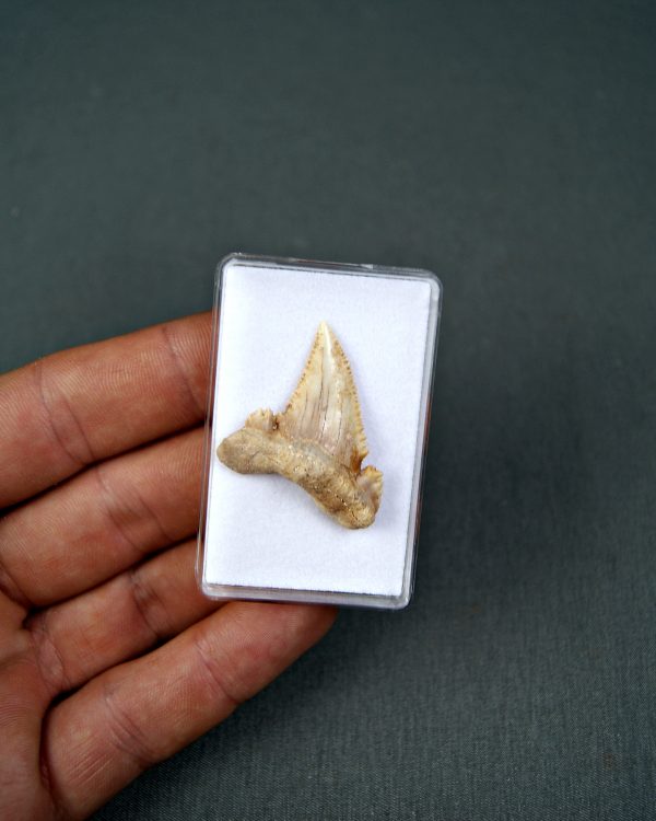 SONY DSC Palaeocarcharodon orientalis