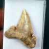 SONY DSC Palaeocarcharodon orientalis