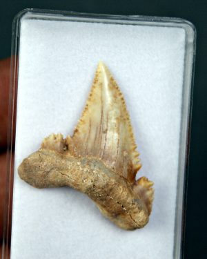 Palaeocarcharodon orientalis