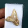 SONY DSC Palaeocarcharodon orientalis