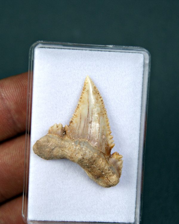 SONY DSC Palaeocarcharodon orientalis