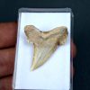 SONY DSC Palaeocarcharodon orientalis
