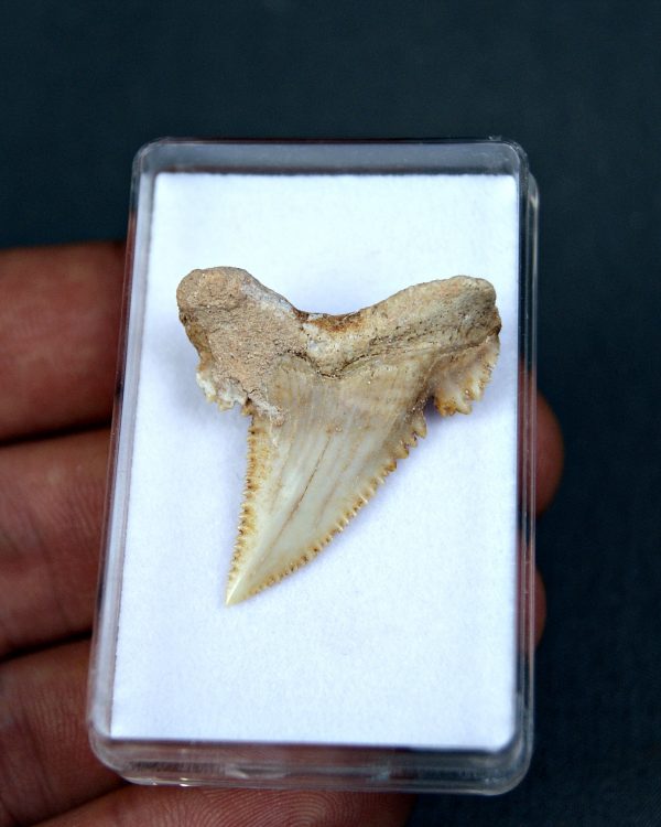 SONY DSC Palaeocarcharodon orientalis