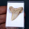 SONY DSC Palaeocarcharodon orientalis