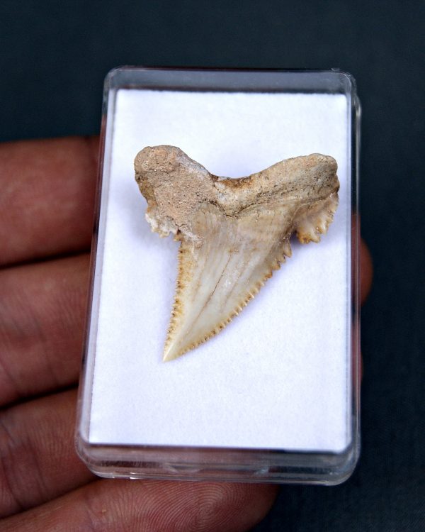 SONY DSC Palaeocarcharodon orientalis