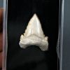 Palaeocarcharodon orientalis
