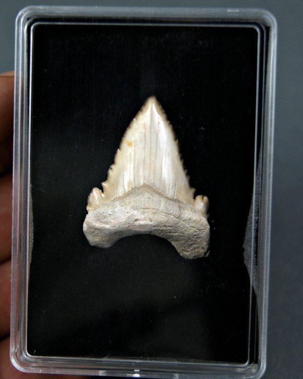 Palaeocarcharodon orientalis
