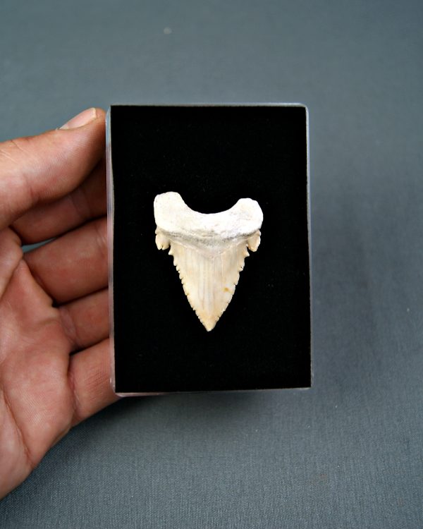 Palaeocarcharodon orientalis