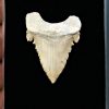 Palaeocarcharodon orientalis
