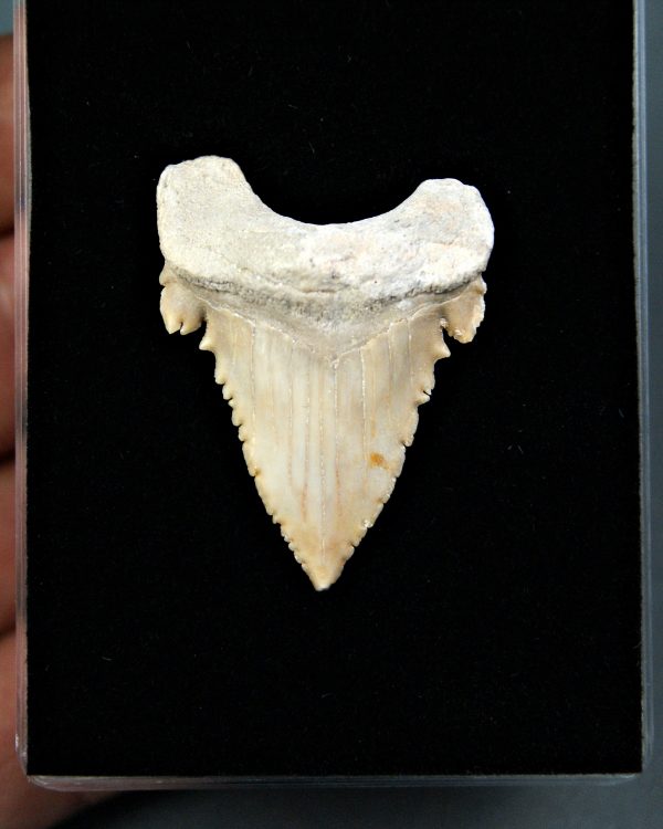 Palaeocarcharodon orientalis