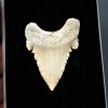 Palaeocarcharodon orientalis
