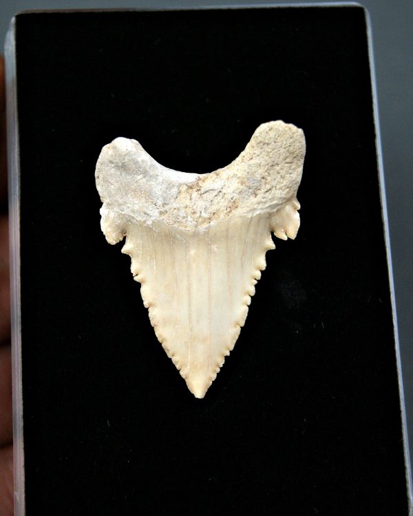 Palaeocarcharodon orientalis