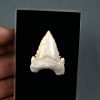 Palaeocarcharodon orientalis