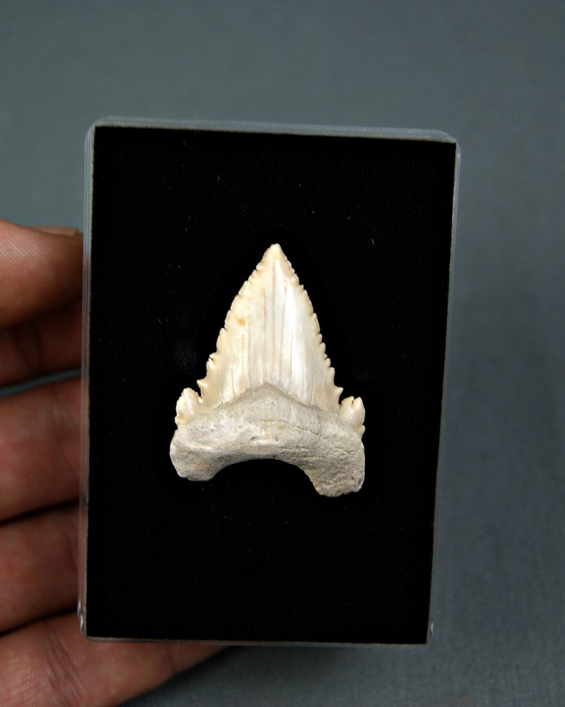 Palaeocarcharodon orientalis