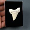 Palaeocarcharodon orientalis
