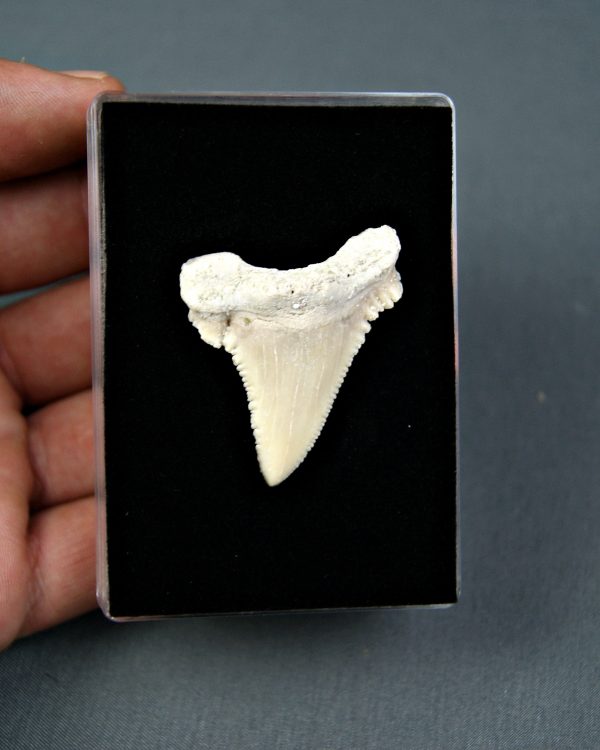 Palaeocarcharodon orientalis