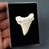 Palaeocarcharodon orientalis